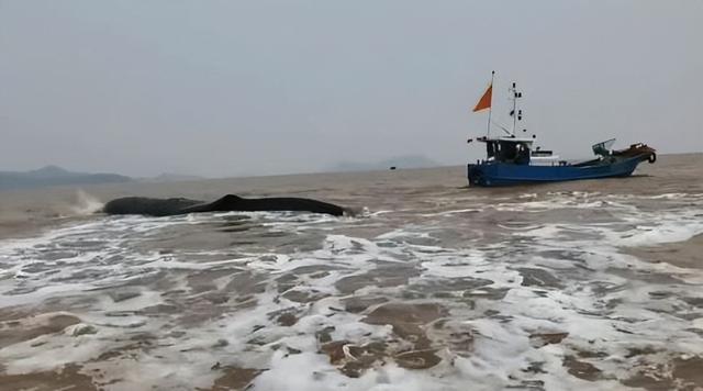 罕见抹香鲸搁浅英国海滩不幸死亡（搁浅象山的抹香鲸或已死亡）(3)