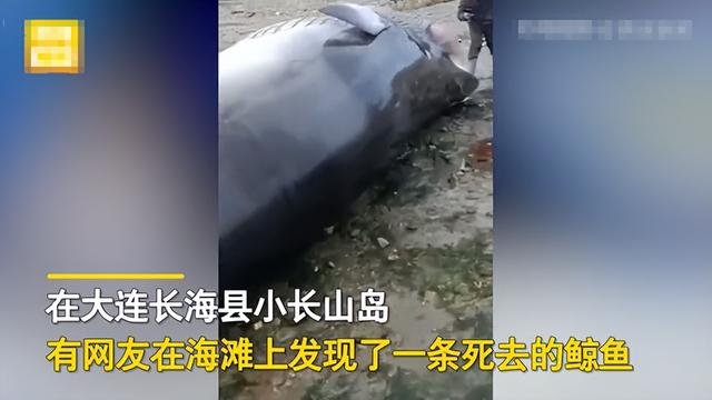 罕见抹香鲸搁浅英国海滩不幸死亡（搁浅象山的抹香鲸或已死亡）(13)