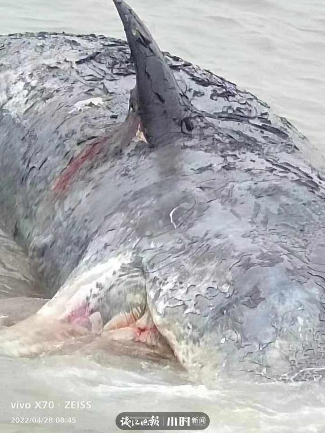罕见抹香鲸搁浅英国海滩不幸死亡（搁浅象山的抹香鲸或已死亡）(1)