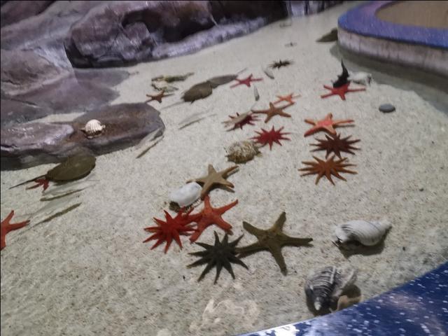 福州罗源湾海洋世界攻略（福建遛娃之福州罗源湾海洋世界）(8)
