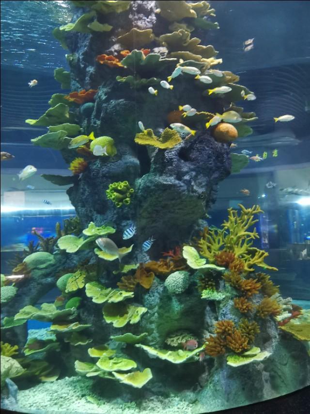 福州罗源湾海洋世界攻略（福建遛娃之福州罗源湾海洋世界）(9)