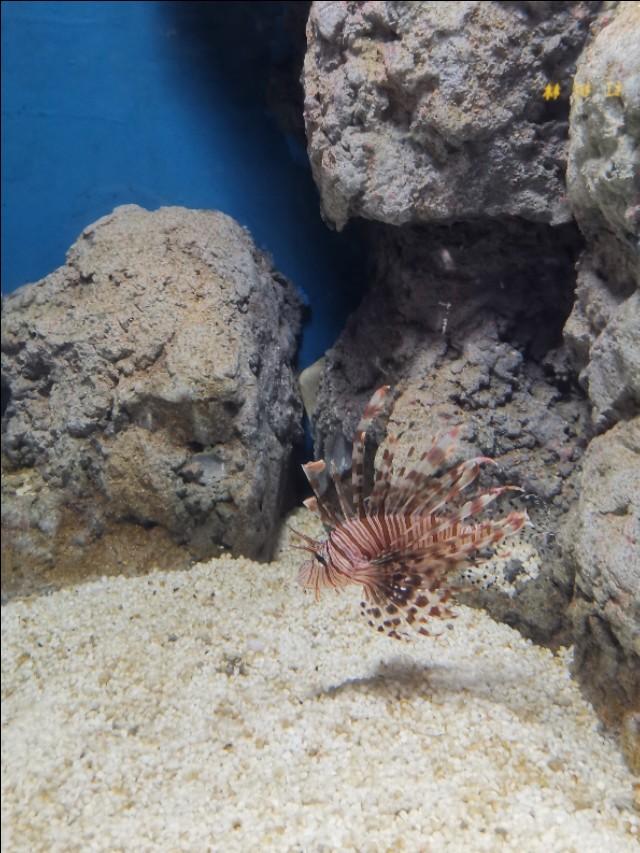 福州罗源湾海洋世界攻略（福建遛娃之福州罗源湾海洋世界）(12)