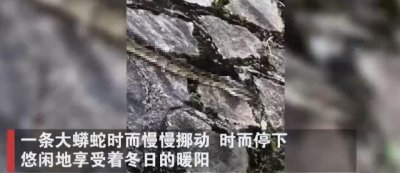 ​在洞里发现巨大的巨蟒（福建惊现20多斤蟒蛇晒太阳）
