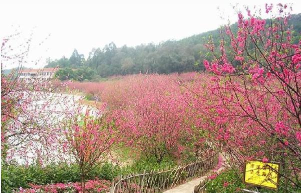 佛山十大旅游景点你去过几个（广东佛山最著名的十五大景点）(12)