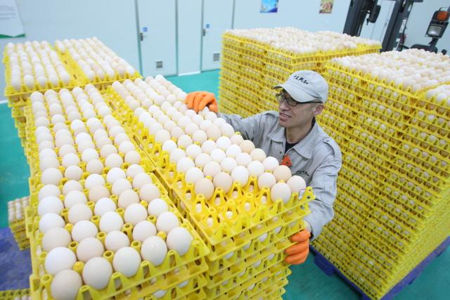 蛋鸡养殖技术和方法（家禽蛋鸡详细养殖技术总结）(6)