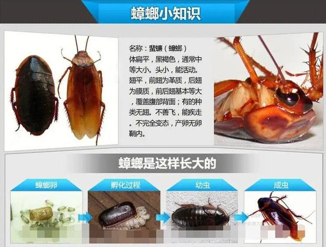 除蟑螂方法（除蟑螂小妙招）
