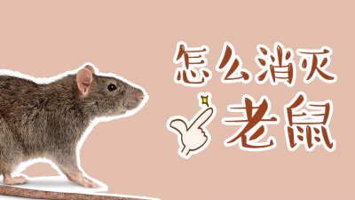 ​灭老鼠最简单的办法（灭老鼠最有效的的几种方法）