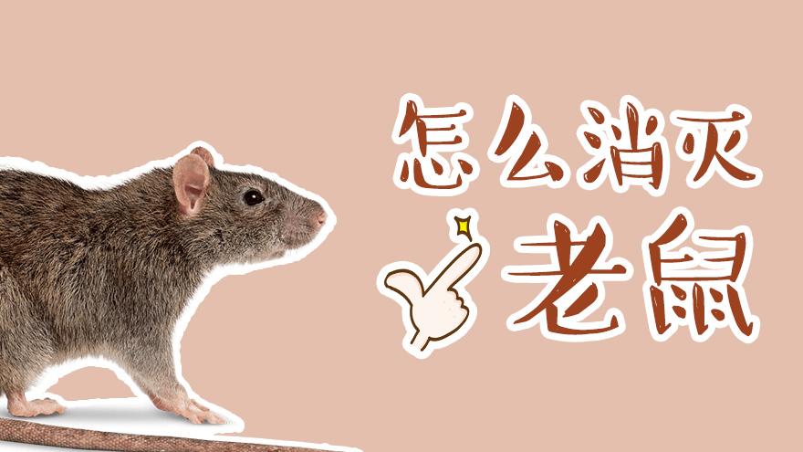 灭老鼠最简单的办法（灭老鼠最有效的的几种方法）