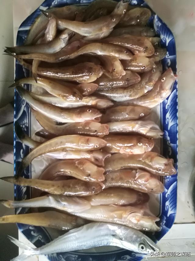 大连周边赶海最好的海岛（推荐一个大连周边免费赶海）(8)