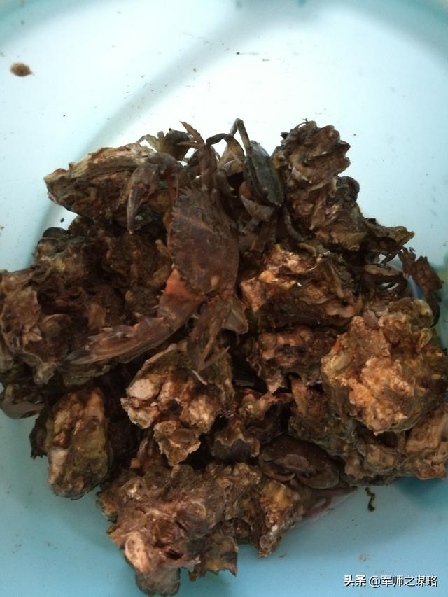 大连周边赶海最好的海岛（推荐一个大连周边免费赶海）(6)