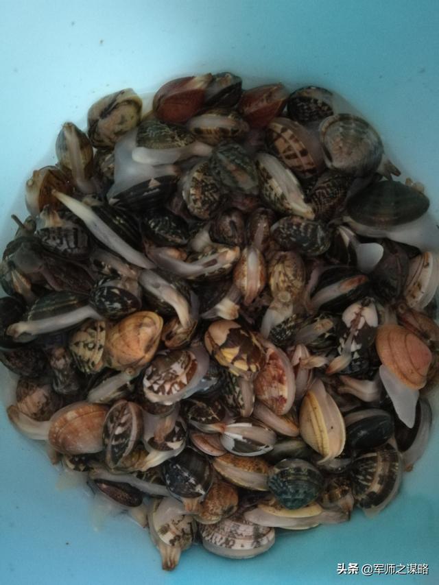 大连周边赶海最好的海岛（推荐一个大连周边免费赶海）(5)