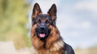 ​世界最名贵的狗排行（德国牧羊犬售价在600-1500美金之间）