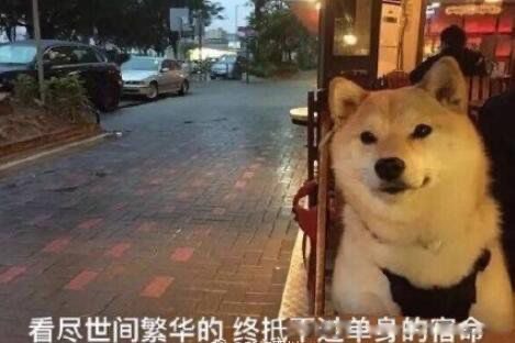 网络图片(侵删)