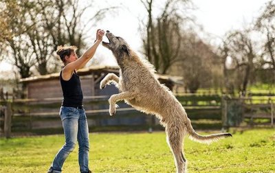 ​世界上尾巴最长的狗爱尔兰猎狼犬尾巴长76.8cm(体型庞大)