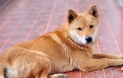 ​十大最好养宠物排行 中华田园犬是哺乳动物(分布广泛)