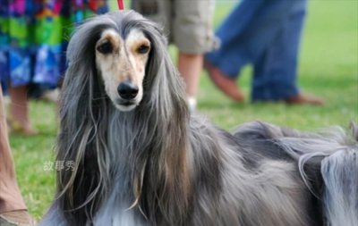 ​我国为何禁养阿富汗犬 因为性格比较凶悍(很难管教)