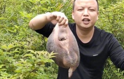 ​牛欢喜是什么(牛欢喜是牛的什么器官)