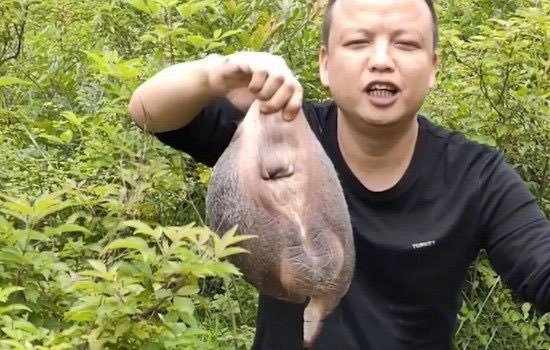 网络图片(侵删)