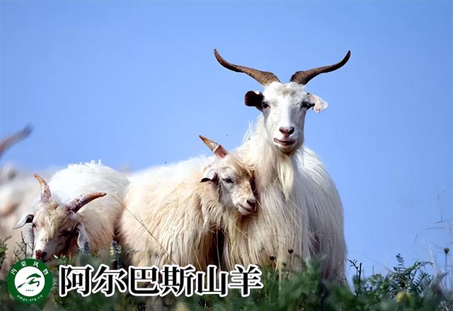 内蒙古主要养什么羊（羊档案产量全国第一的内蒙古养了那些羊）(2)
