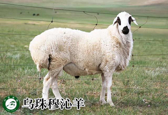 内蒙古主要养什么羊（羊档案产量全国第一的内蒙古养了那些羊）(5)