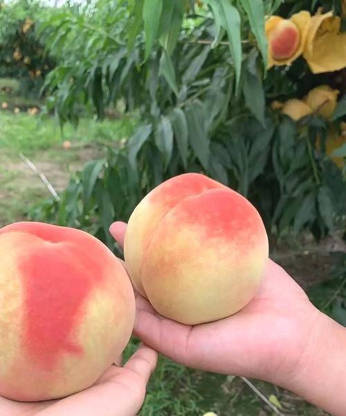 水蜜桃可以放冰箱 建议应该尽快食用吗