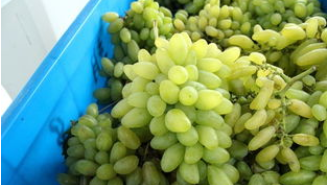 中国种植葡萄始于,中原种植的葡萄始于什么时代东汉还是西汉图7