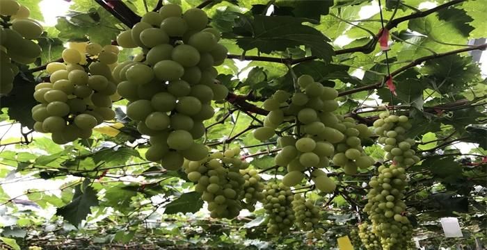 中原地区最早种植葡萄始于什么时候