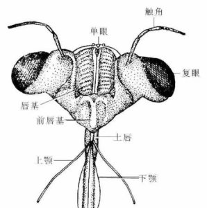 ​昆虫的身体分为哪三个部分，你仔细观察昆虫,它哪有那些特点？