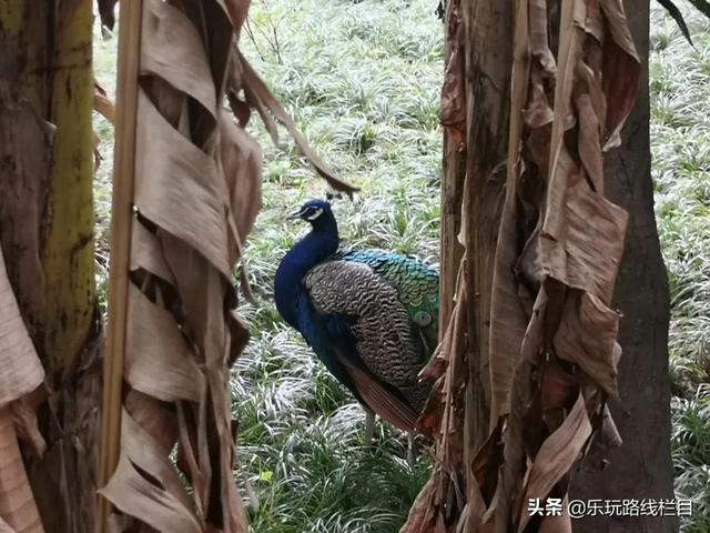 临海旅游攻略必去十大（春节去哪儿冬日临海）(14)