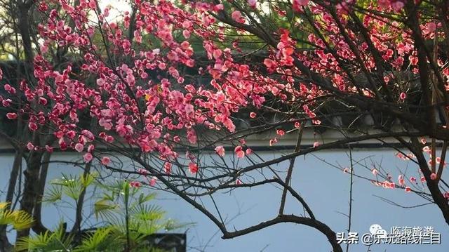 临海旅游攻略必去十大（春节去哪儿冬日临海）(27)