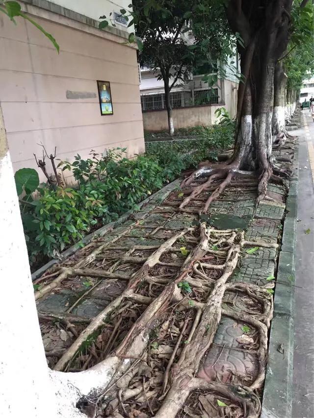 暨南大学广州（这就是暨南大学）(15)