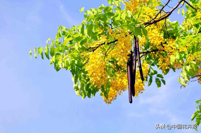 泰国的气候适宜什么植物（泰国常见植物指南）(20)