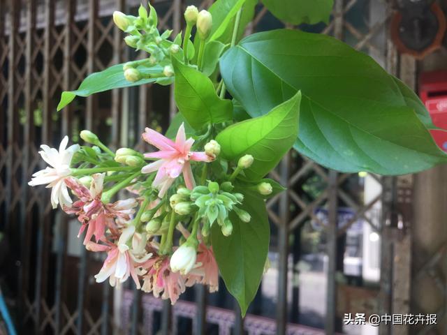 泰国的气候适宜什么植物（泰国常见植物指南）(32)