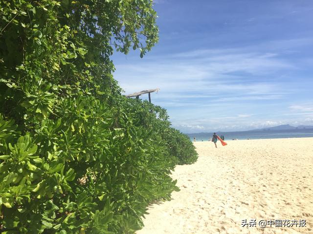 泰国的气候适宜什么植物（泰国常见植物指南）(7)