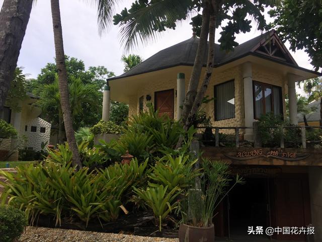 泰国的气候适宜什么植物（泰国常见植物指南）(35)