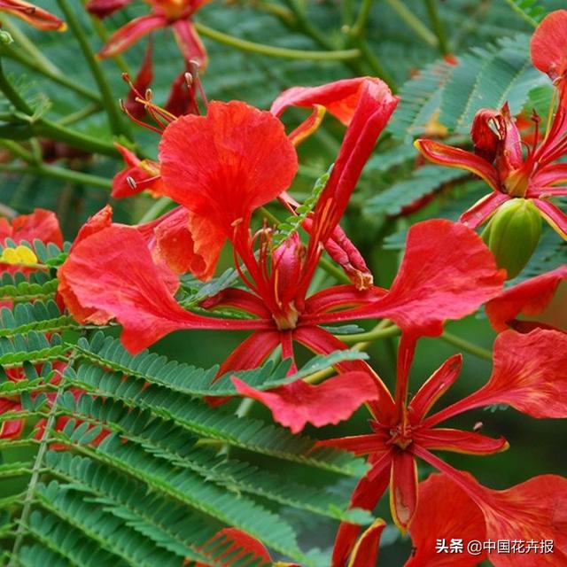 泰国的气候适宜什么植物（泰国常见植物指南）(26)