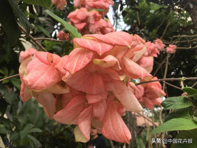 泰国的气候适宜什么植物（泰国常见植物指南）(22)