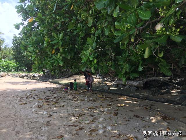 泰国的气候适宜什么植物（泰国常见植物指南）(17)