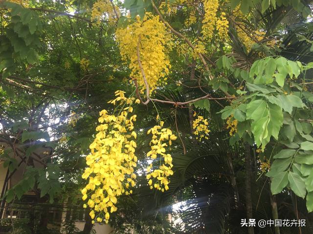 泰国的气候适宜什么植物（泰国常见植物指南）(18)