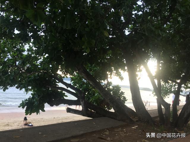 泰国的气候适宜什么植物（泰国常见植物指南）(16)
