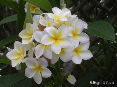 ​泰国的气候适宜什么植物（泰国常见植物指南）