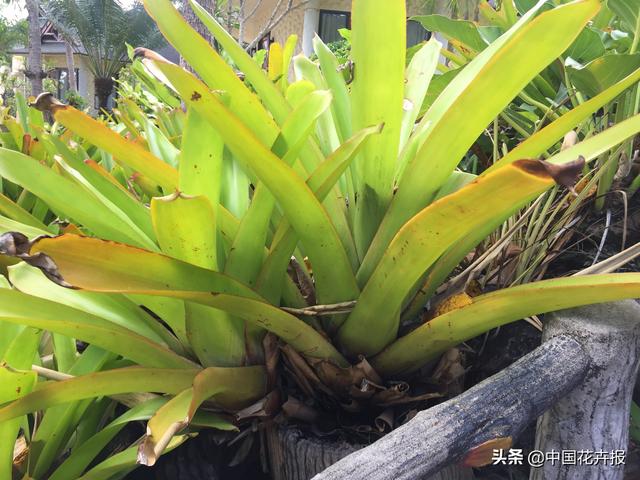 泰国的气候适宜什么植物（泰国常见植物指南）(37)