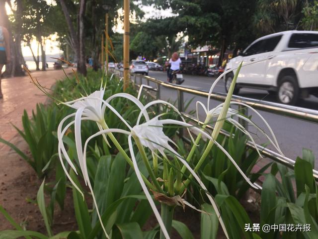 泰国的气候适宜什么植物（泰国常见植物指南）(43)