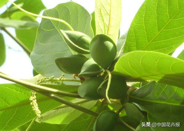 泰国的气候适宜什么植物（泰国常见植物指南）(8)