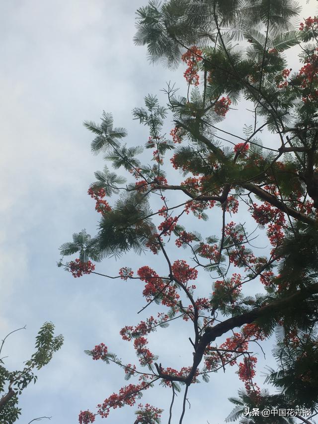 泰国的气候适宜什么植物（泰国常见植物指南）(25)