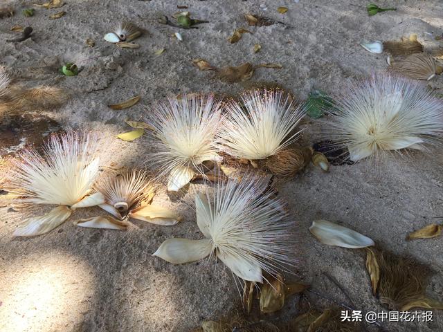 泰国的气候适宜什么植物（泰国常见植物指南）(11)