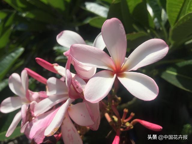 泰国的气候适宜什么植物（泰国常见植物指南）(2)