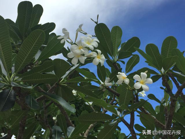 泰国的气候适宜什么植物（泰国常见植物指南）(3)