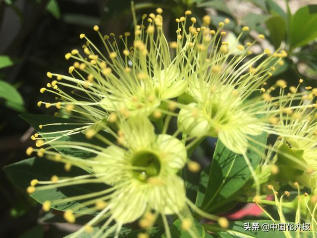 泰国的气候适宜什么植物（泰国常见植物指南）(28)