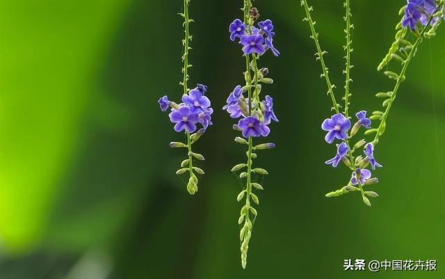 泰国的气候适宜什么植物（泰国常见植物指南）(34)